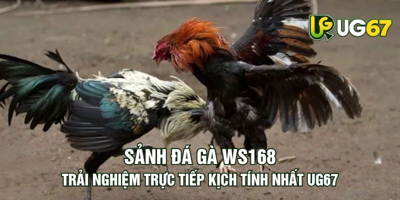 Tin tức